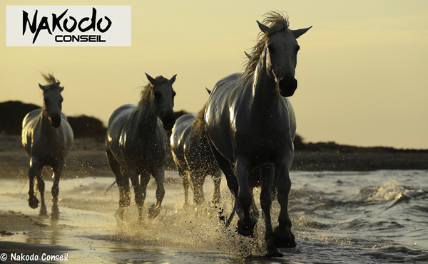 Et si le Cheval était un bon manager ?…